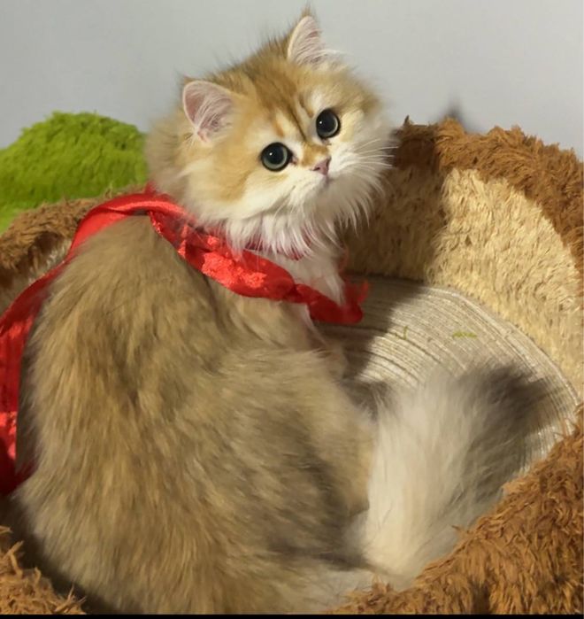 На продаже золотая шиншилла девочка