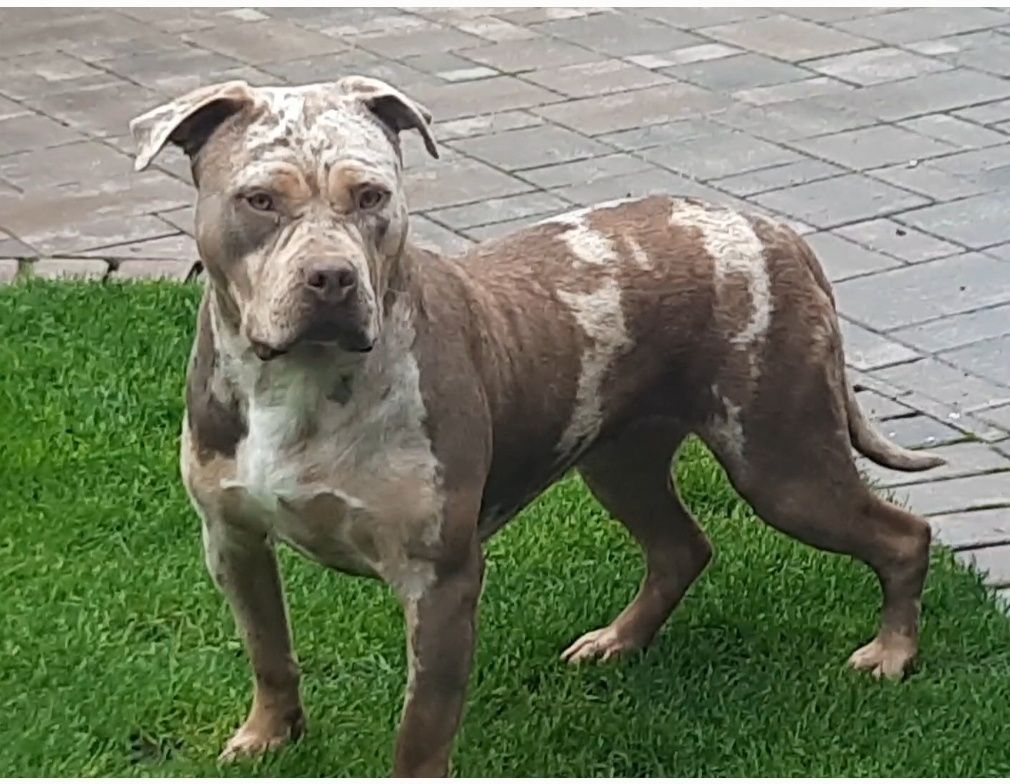 American bully xl Femelă