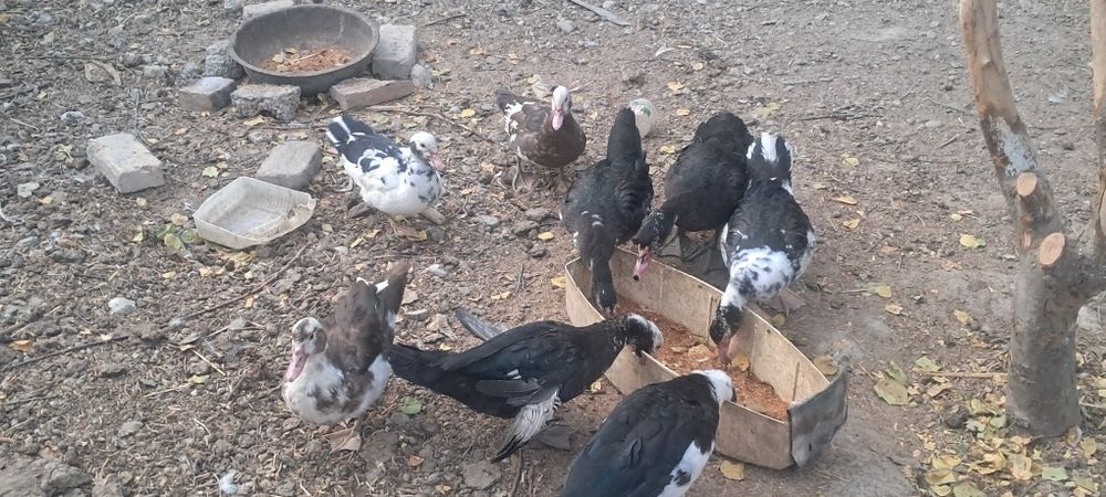 Индоутки 6.0месяц