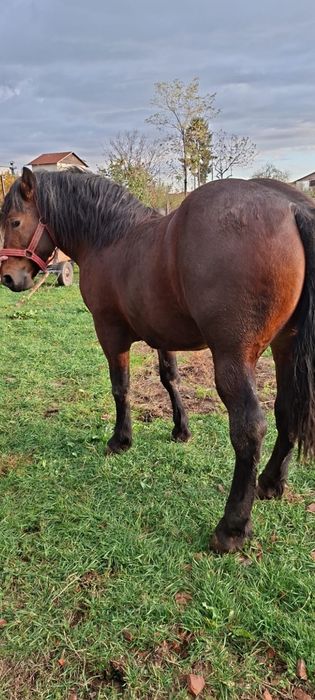 Vând armăsar tanar