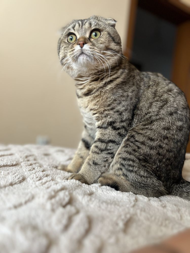 Предлагам мъжки котарак