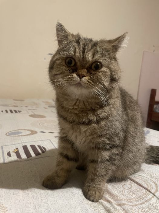 Judayam otnqaroq muwukcha