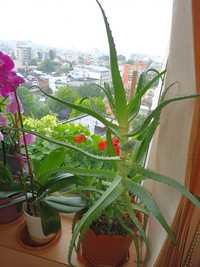 Aloe vera -  planta nemuritoare
