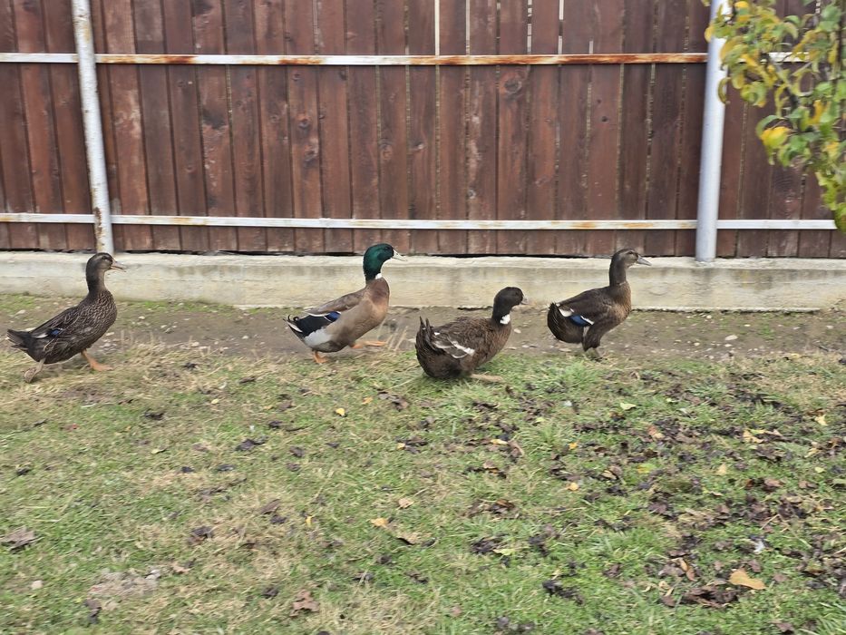 Rațe Rouen si colorate