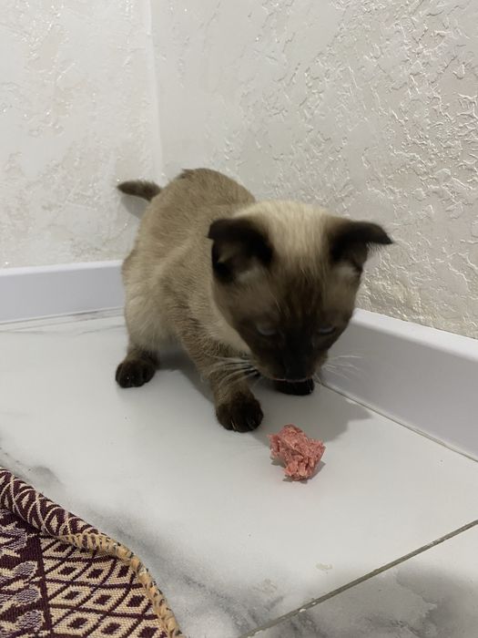 Ешқандай зат залок қойылмайды!