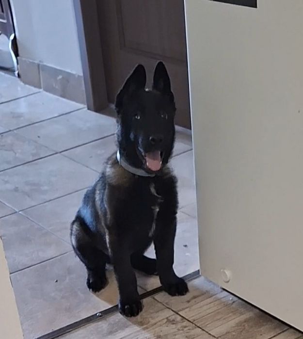 Vând Ciobănesc belgian malinois în vârstă de 8 luni