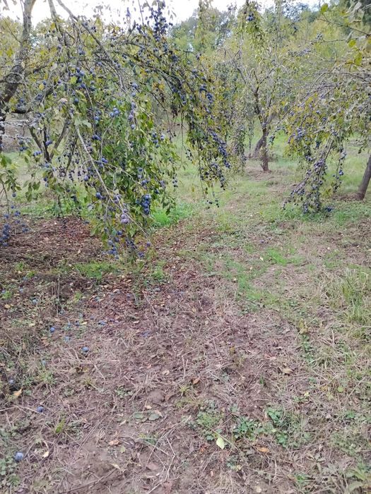 Prune pentru țuică