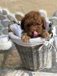 Pudel Red/Caniche Roscat de vanzare cu transport