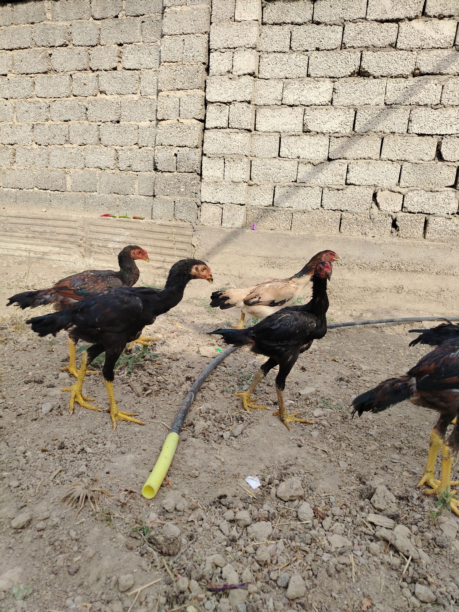 Dakan jo'jala sotiladi