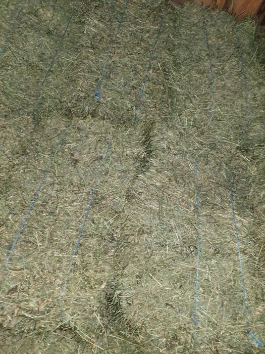 Vand baloti de lucerna, baloti de luterna