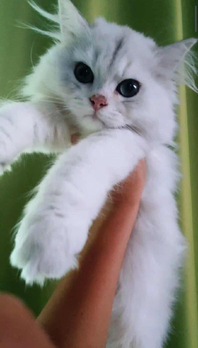 British longhair, motanel, 5 luni