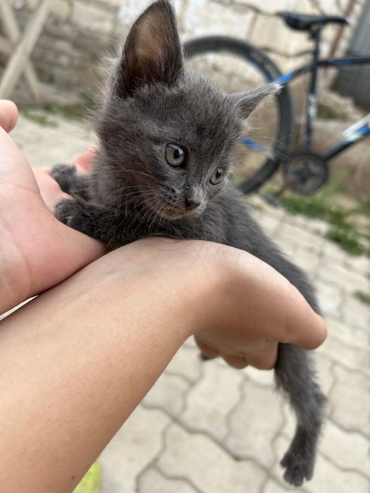 Отдам котенка девочка