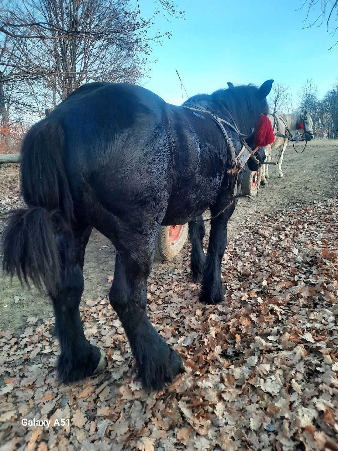 Manz de 2 ani jumate de vanzare , probe la imposibil Pozele sunt vechi