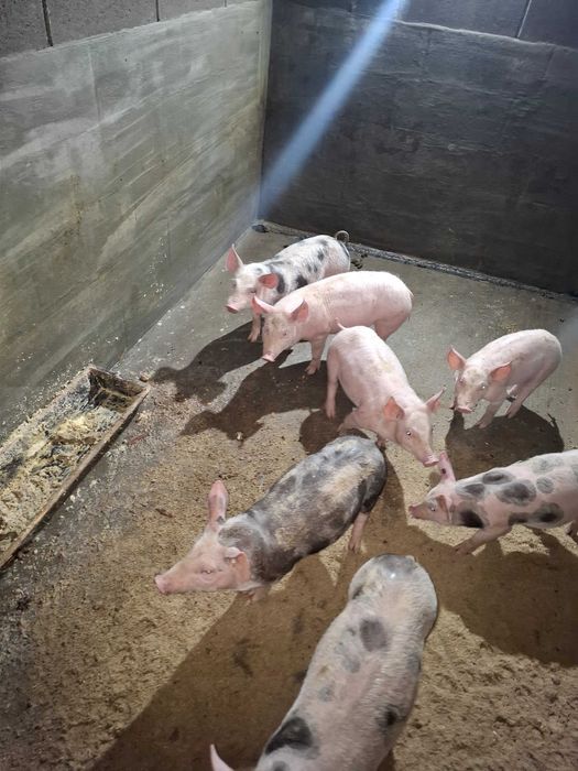 Продавам малки прасенца !