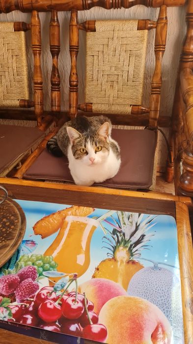 Коте женско кастрирано