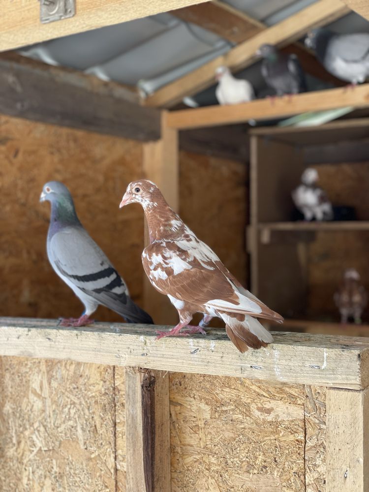 Porumbei voiajori meulemans