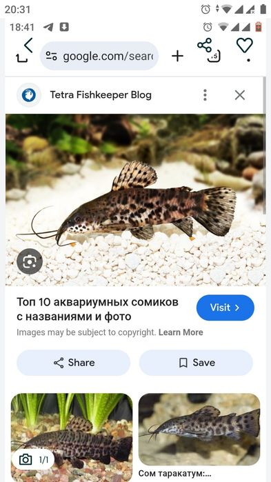 Сом тарактум большой