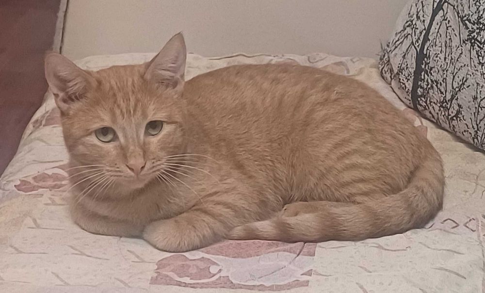 В добрые ответственные руки