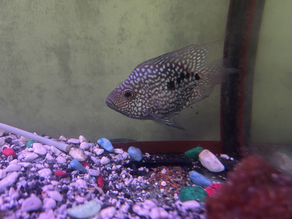 Продаются рыбки аквариумные хишники