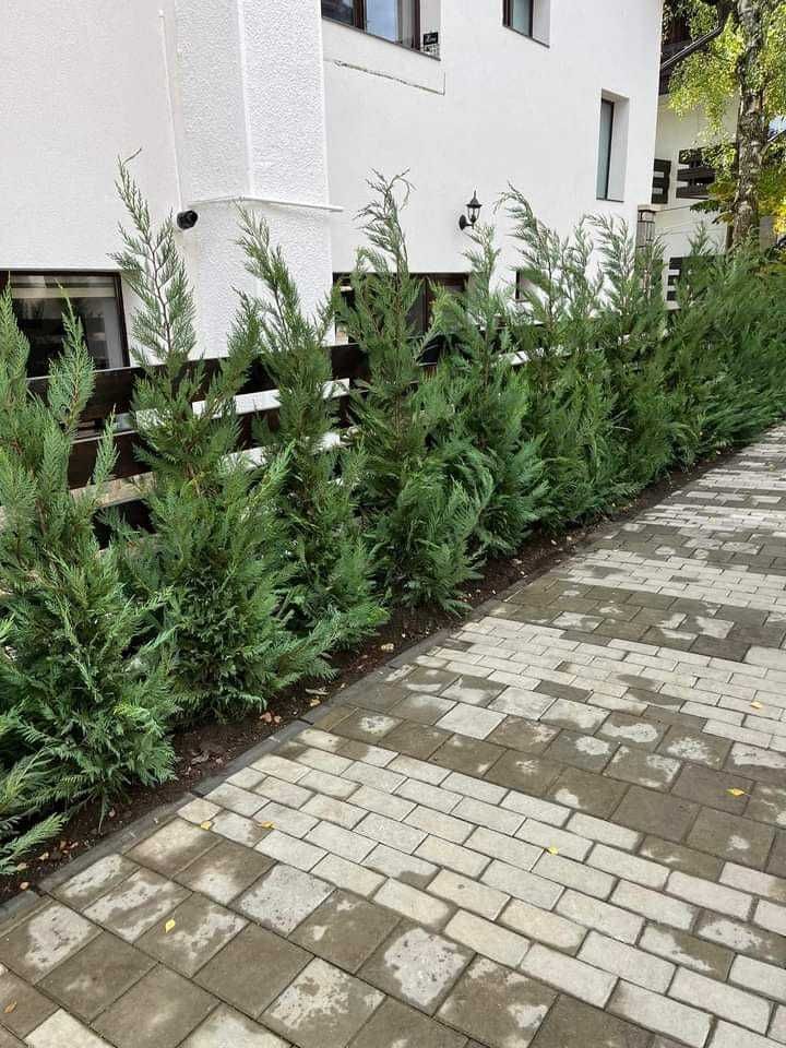 Leylandii Cupressocyparis: Perfect între Frumusețe și Versatilitate