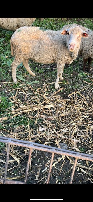 Ofer spre vanzare 2 oi