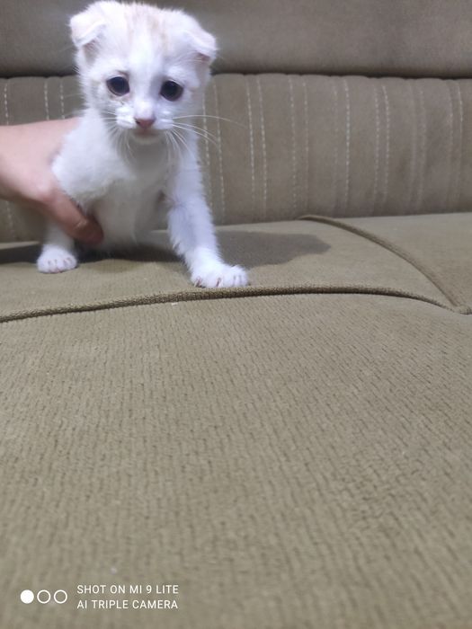 Мушукча огил бола