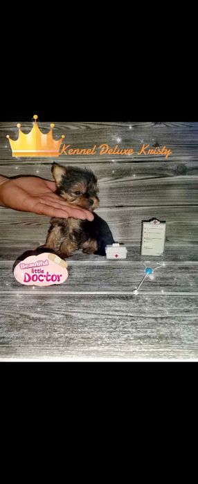 Йоркширски териер мини