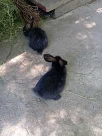 Продам кроликов возрастом от 1 до 4 месяцев