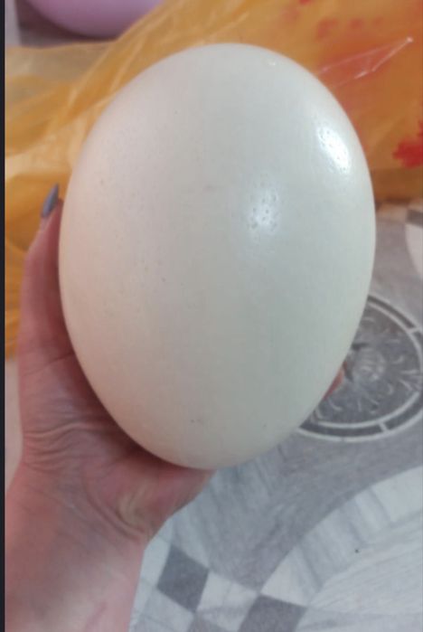 Стаусиное яйцо в продаже еда
