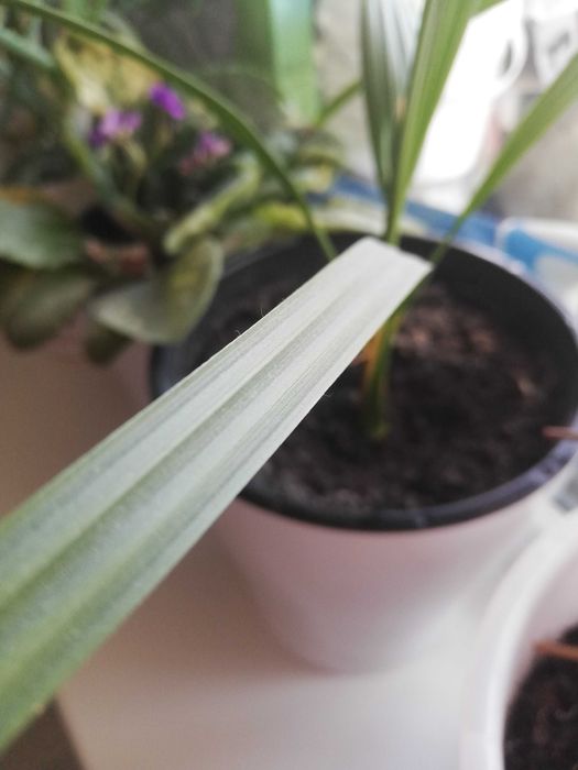 Продам цветы комнатные