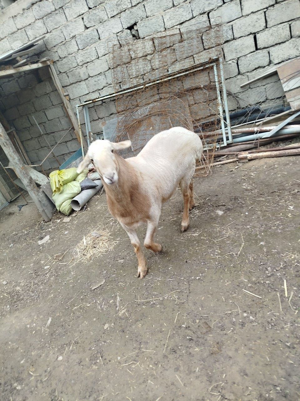 Qoʻchqor Arashan