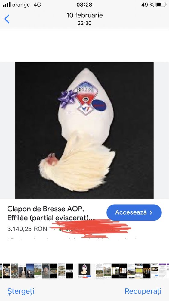 Oua gaini rasa Marans Araucana si La Bresse brese