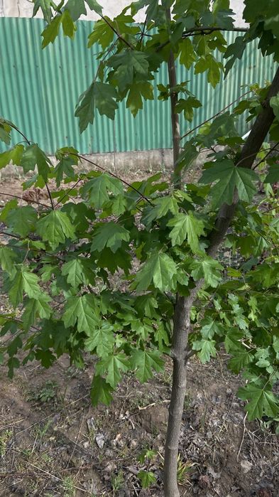 Клён, канадский клен. Канадалық Үйеңкі.