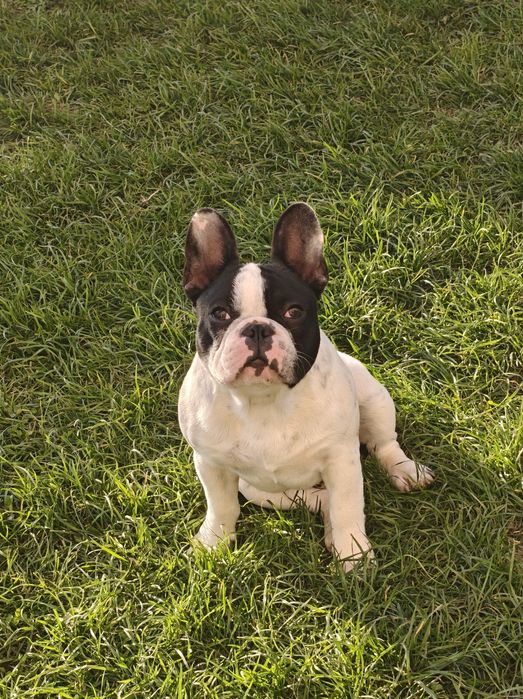 Mascul Bulldog Francez