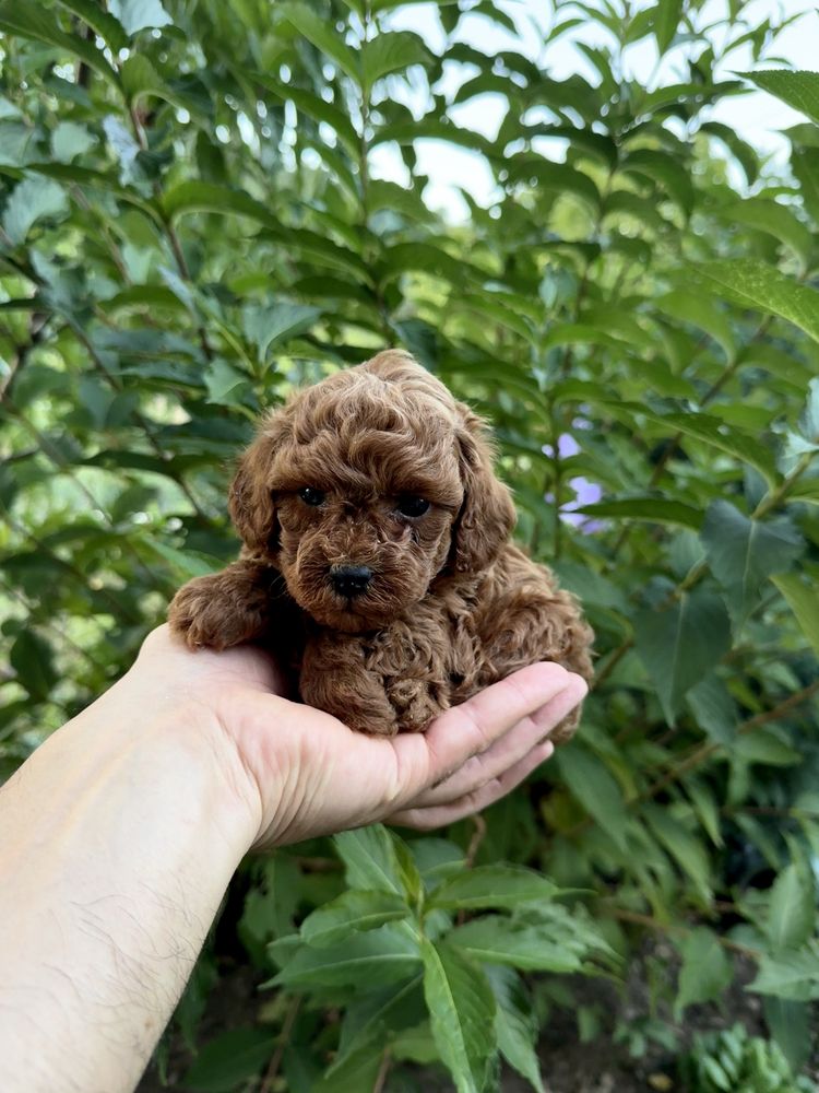 Пудел той момче. Puddle toy