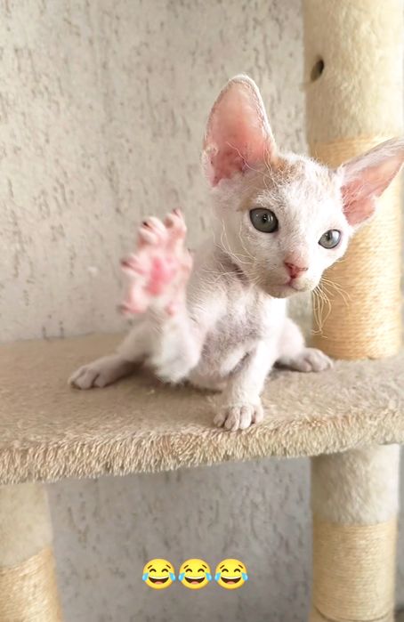 БРАШ с родословието на Донски сфинкс мъжки