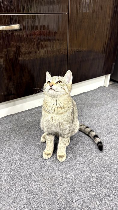 Котенок.  Мушукча