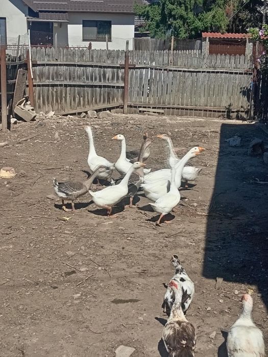 Vând 50 de baloți și 10 gâște