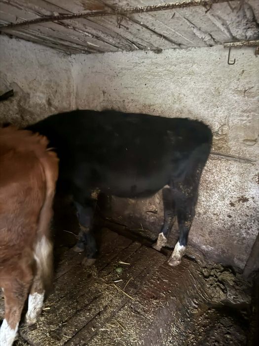 Телета за продан