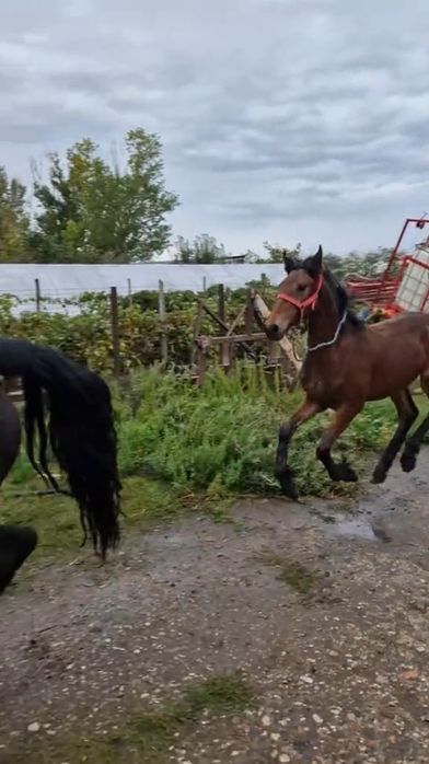 Metis frizian, mânză de 5luni