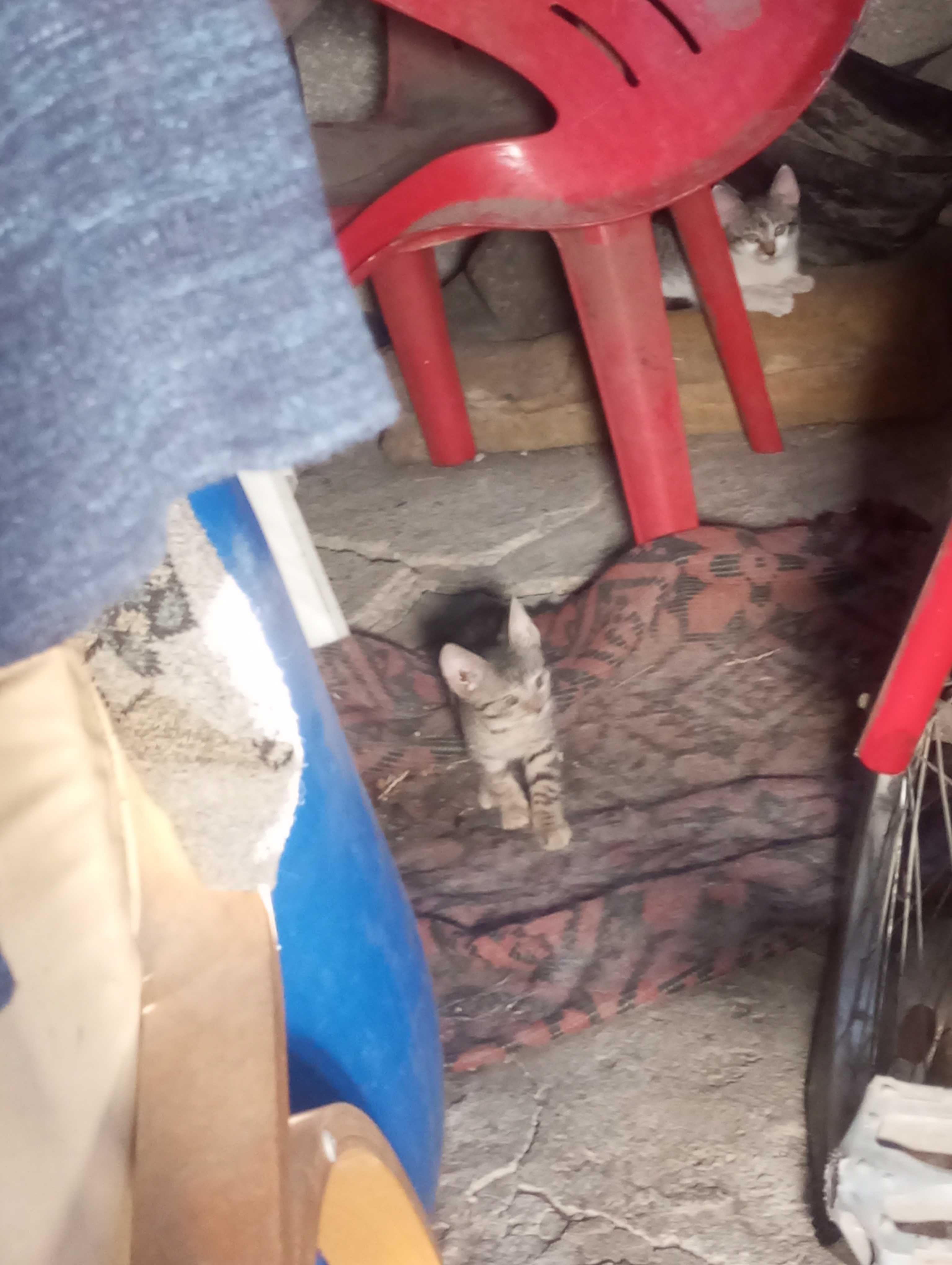 Dau in adopție 7 pisici din jona Clujului gratis