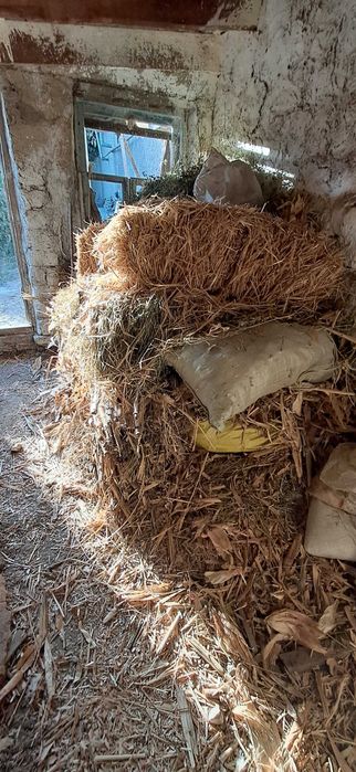 Маккажухори пояси сотилади