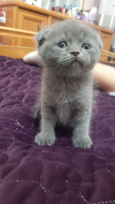 Продаются Котята Scottish fold  и  Straight