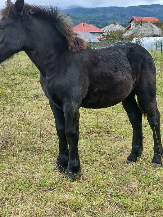 Vând  mnz  de 6 luni din cai ferate  frumoși