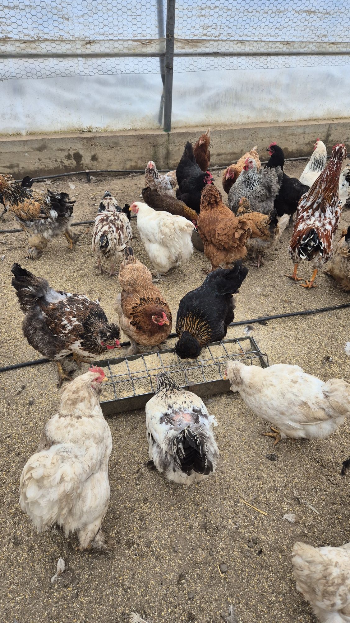 Oua de incubat de la aceste găini