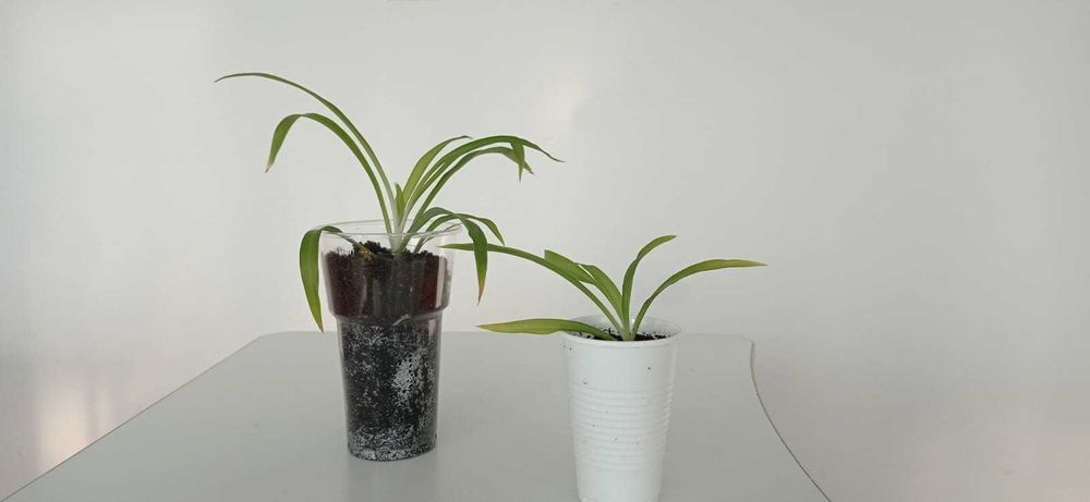 Хлорофитум Зеленый