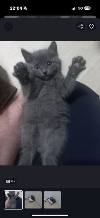 Котёнок очень симпатичный!