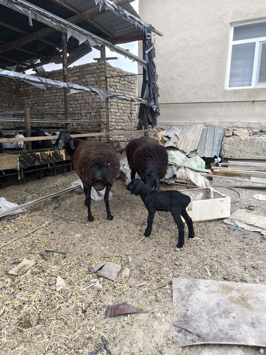 Кучкор куйлар сотилади хаммаси соглом уйда бокилган.