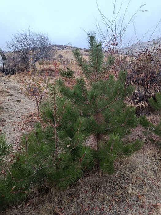 Крим арча кучатлари сотилади, 75 - см до 3 метргача, арчалар табиий