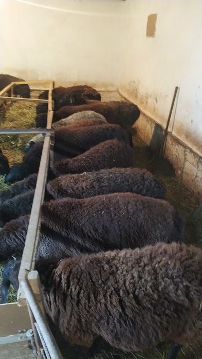 Саулық, Қойлар сатылады